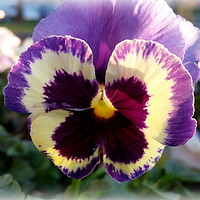 Buy canvas prints of colorful spring Pansy by Marinela Feier