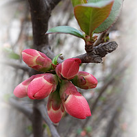 Buy canvas prints of wild quince blooming by Marinela Feier