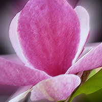 Buy canvas prints of pink magnolia flower by Marinela Feier
