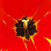 Buy canvas prints of red yellow tulip by Marinela Feier