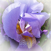 Buy canvas prints of purple iris by Marinela Feier