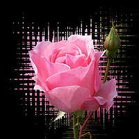 Buy canvas prints of pink rose splash by Marinela Feier