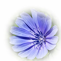 Buy canvas prints of purple blue chicory by Marinela Feier