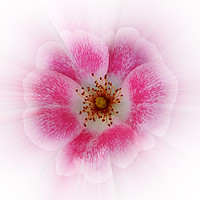 Buy canvas prints of bright pink flower by Marinela Feier