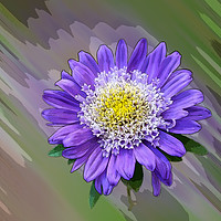Buy canvas prints of blue violet flower  by Marinela Feier