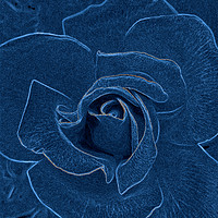 Buy canvas prints of velvety blue rose by Marinela Feier