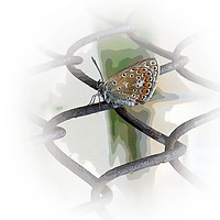 Buy canvas prints of butterfly on fence by Marinela Feier