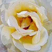 Buy canvas prints of shades of white to yellow by Marinela Feier