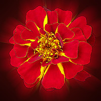 Buy canvas prints of bright red marigold by Marinela Feier