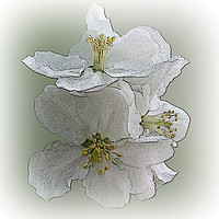 Buy canvas prints of three white flowers by Marinela Feier