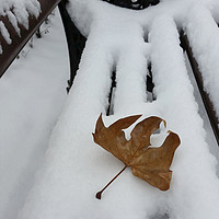 Buy canvas prints of oak leaf on new snow by Marinela Feier