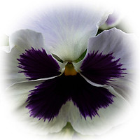 Buy canvas prints of Purple and white pansy by Marinela Feier