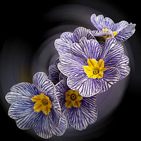 Buy canvas prints of Primrose  flowers by Marinela Feier