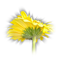 Buy canvas prints of yellow gerbera daisy by Marinela Feier