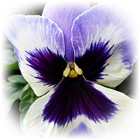 Buy canvas prints of deep purple on white pansy by Marinela Feier