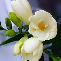 Buy canvas prints of Shades of yellow on white freesia by Marinela Feier