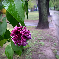 Buy canvas prints of lilac flower in the rain by Marinela Feier