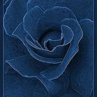 Buy canvas prints of Velvet blue rose by Marinela Feier