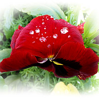 Buy canvas prints of Bright red pansy by Marinela Feier