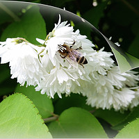 Buy canvas prints of A bee on one page by Marinela Feier