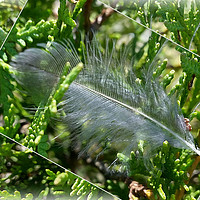 Buy canvas prints of A stray feather by Marinela Feier