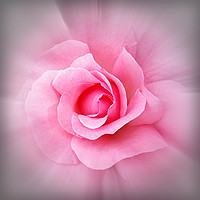 Buy canvas prints of Pink rose petals by Marinela Feier