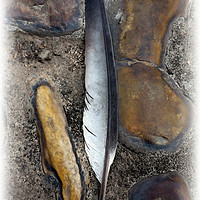 Buy canvas prints of A fallen feather by Marinela Feier