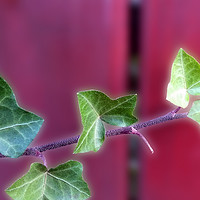 Buy canvas prints of Ivy leaves by Marinela Feier