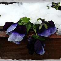 Buy canvas prints of Pansy under snow by Marinela Feier