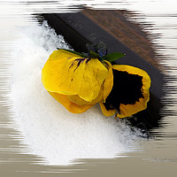 Buy canvas prints of Pansy on snow by Marinela Feier