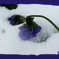 Buy canvas prints of Purple pansy on the snow by Marinela Feier