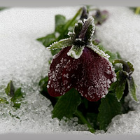 Buy canvas prints of Burgundy pansy on silver snow by Marinela Feier