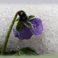 Buy canvas prints of Pansy in snow by Marinela Feier