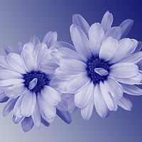 Buy canvas prints of twisted blue petals by Marinela Feier