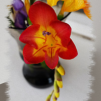 Buy canvas prints of The red freesia by Marinela Feier