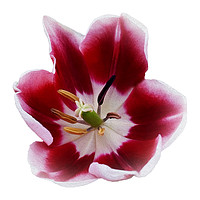 Buy canvas prints of Deep red tulip by Marinela Feier