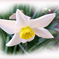 Buy canvas prints of Narcissus bright shades by Marinela Feier