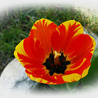 Buy canvas prints of Red yellow tulip by Marinela Feier