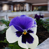 Buy canvas prints of Pansy on the sidewalk by Marinela Feier