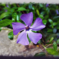 Buy canvas prints of Blue purple petals by Marinela Feier