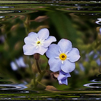 Buy canvas prints of Forget me not flowers by Marinela Feier