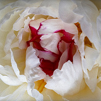 Buy canvas prints of Peony petals by Marinela Feier