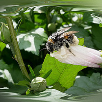 Buy canvas prints of Bee in summer by Marinela Feier