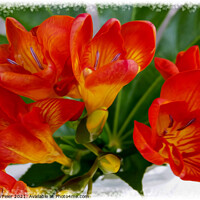 Buy canvas prints of Red freesia by Marinela Feier