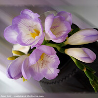 Buy canvas prints of Light purple freesias by Marinela Feier