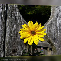 Buy canvas prints of Welcoming yellow flower by Marinela Feier