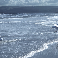 Buy canvas prints of Seagulls on Sandy Bay by leonard alexander