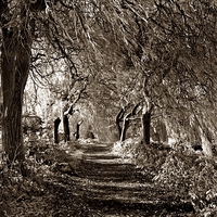 Buy canvas prints of Sepia Woodland by Staunton Resevoir by leonard alexander