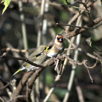 Buy canvas prints of Goldfinch in the branches by leonard alexander
