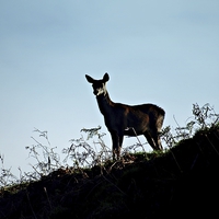 Buy canvas prints of Fallow deer doe silhouette by leonard alexander